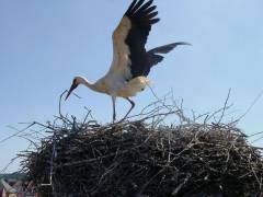Wassertrüdinger Storch