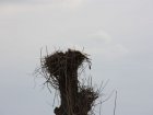 Storchennest