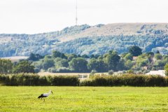 Hesselberg - Storch