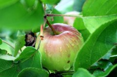 Obst Obst